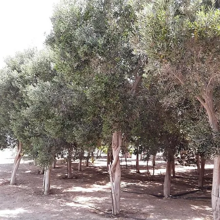 Apartment Olive Gran Tarajal
