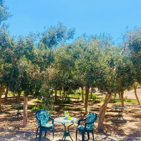 Olive Gran Tarajal